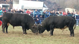 Zeko od Karića vs Brko od Vranića Zimča 2025