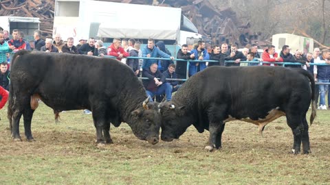 Zeko od Karića vs Brko od Vranića Zimča 2025