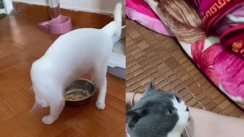 Adorable Cat Moments That Will Melt Your Heart 😻 | Cute & Peaceful Cat Compilation