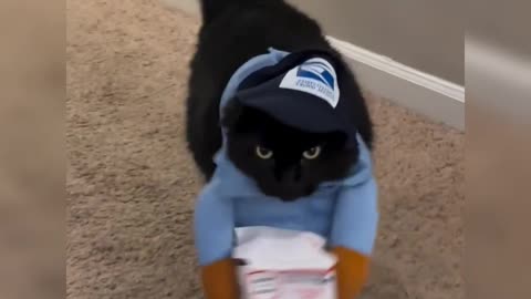 Funny Cat - Delivery Man Cat Version