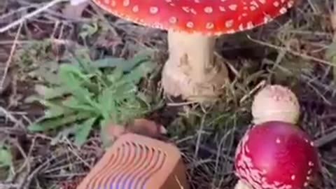 Sounds Of Nature