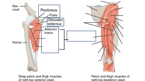 Practice identifying muscles of the Upper Leg