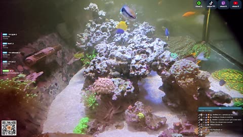 24/7 Real Live Reef Stream