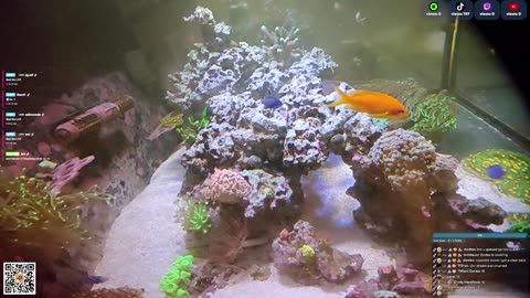 24/7 Real Live Reef Stream