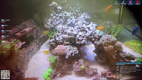 24/7 Real Live Reef Stream
