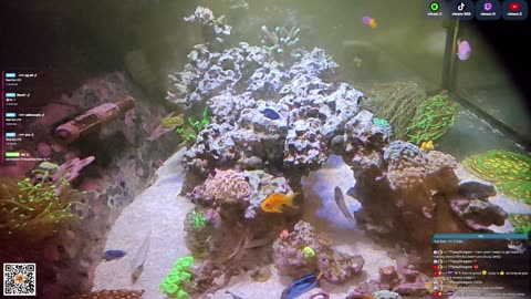 24/7 Real Live Reef Stream