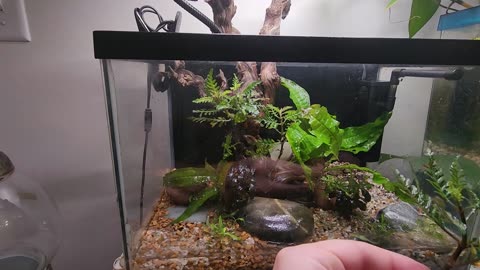 From Overgrown to Oasis Guppy Tank Redesign & Betta Goodbye
