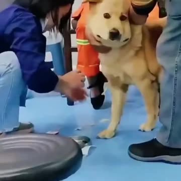 Vet visit😂🐕 | Funny Dogs | Funny Animals Videos