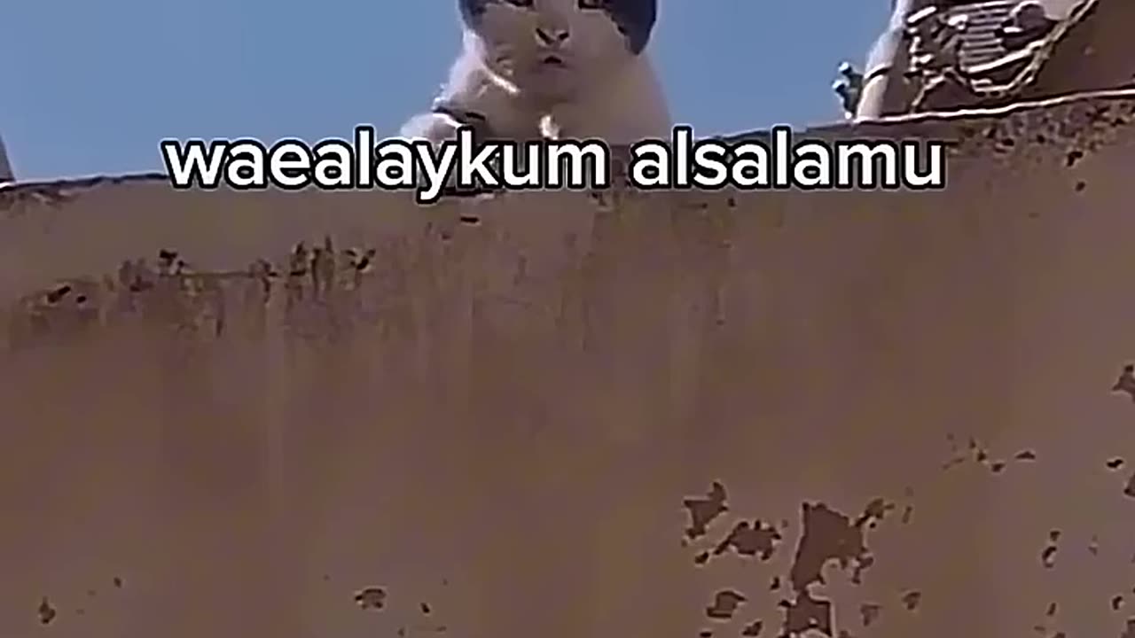 Talking Cat 💀 _ Cats Can't Speak English