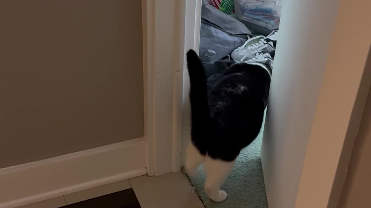 Clever Cat Opens Door To Room