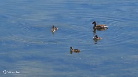 Fluffy Duckling Parade
