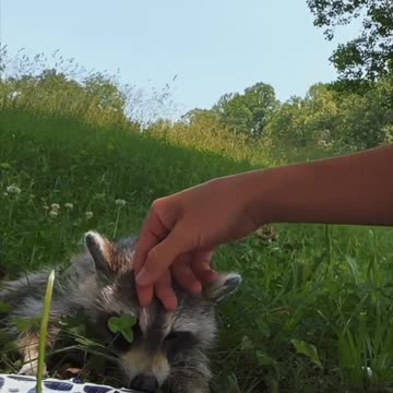 Not all heroes wear capes this woman comforts an injured raccoon after moving him off the hot road