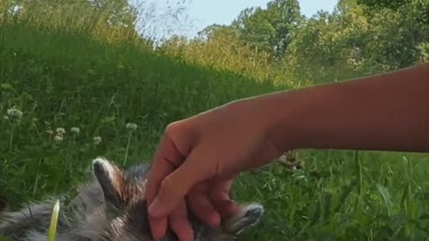 Not all heroes wear capes this woman comforts an injured raccoon after moving him off the hot road