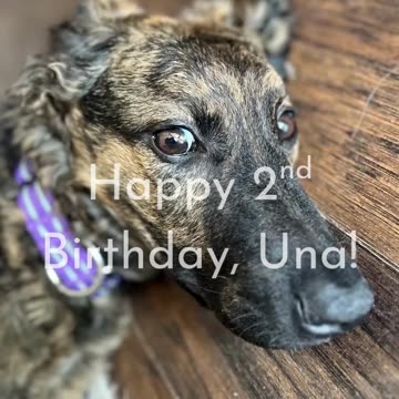 Happy 2nd Birthday to Una!