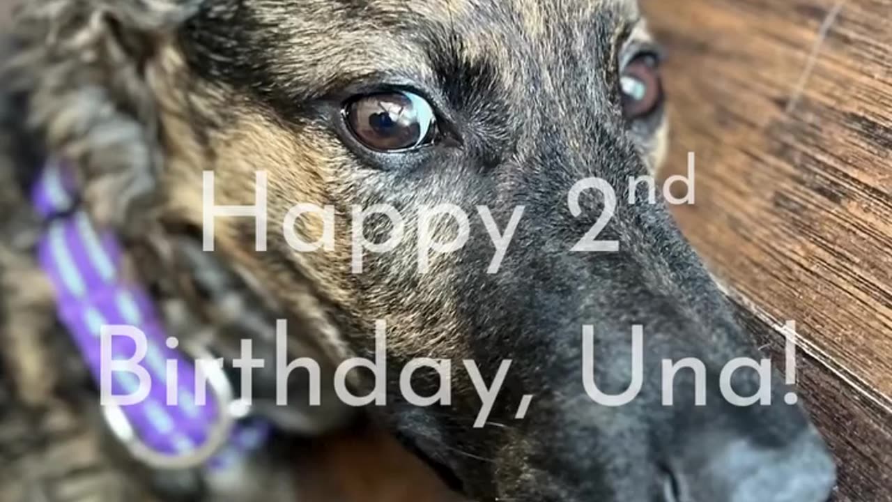 Happy 2nd Birthday to Una!