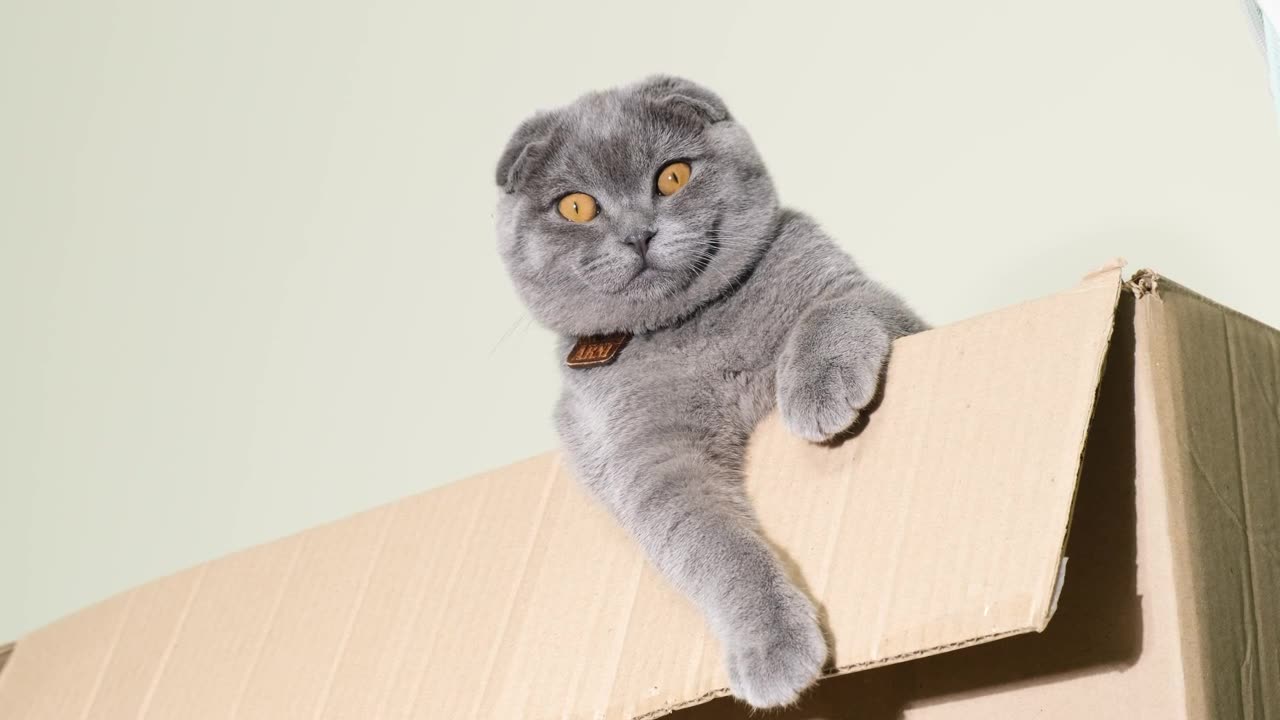 Cute gray cat plays in a cardboard box