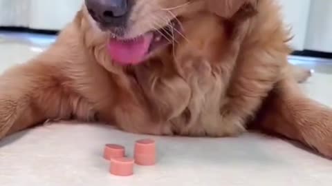 Sneaky Dog Hides Food in Mouth 😂😂