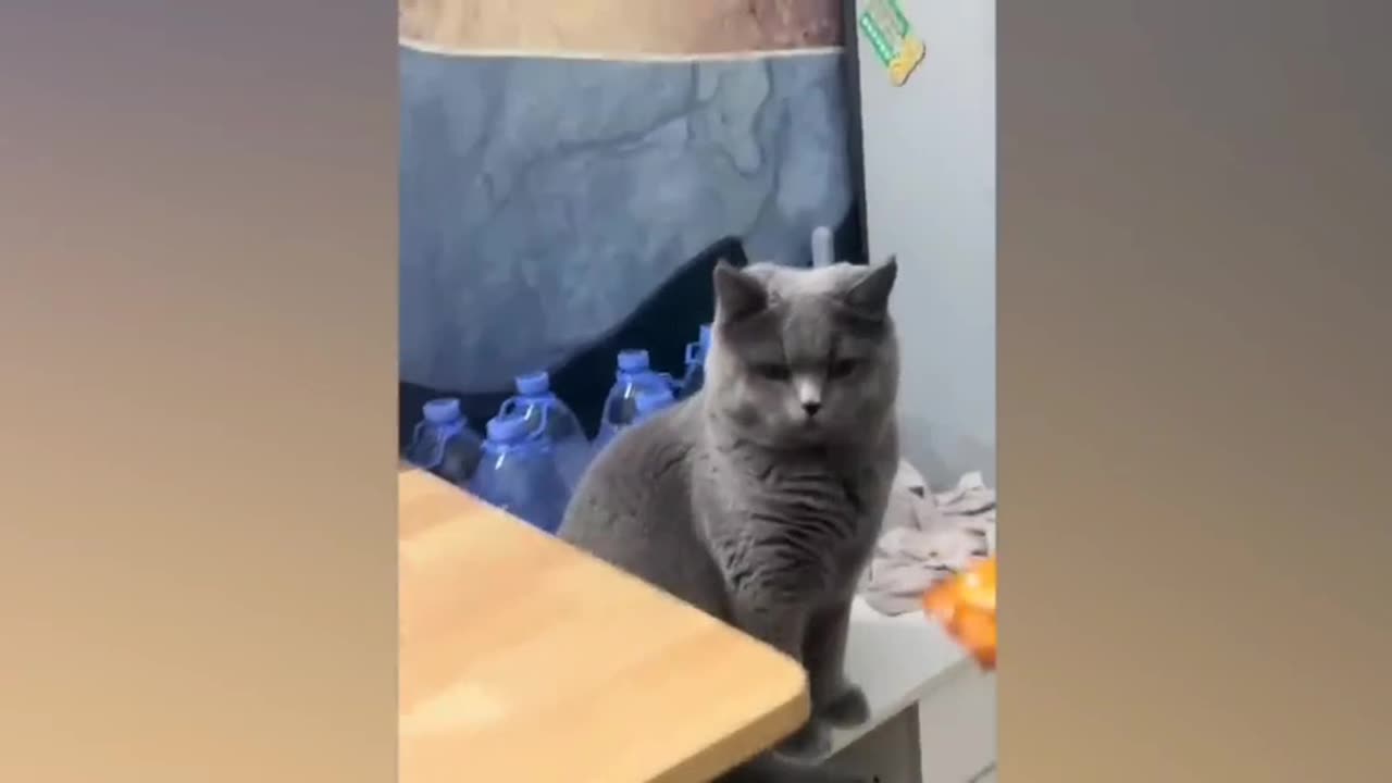 Try not to laugh cat video PT 04