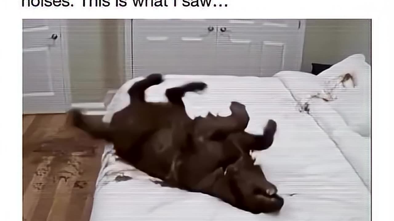 “Who Made This Mess? Definitely Not Me 😇🐕