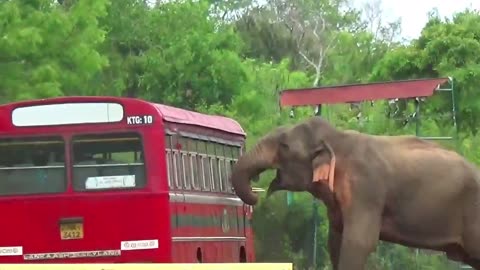 Wild Elephant Roadblock For Food🙄