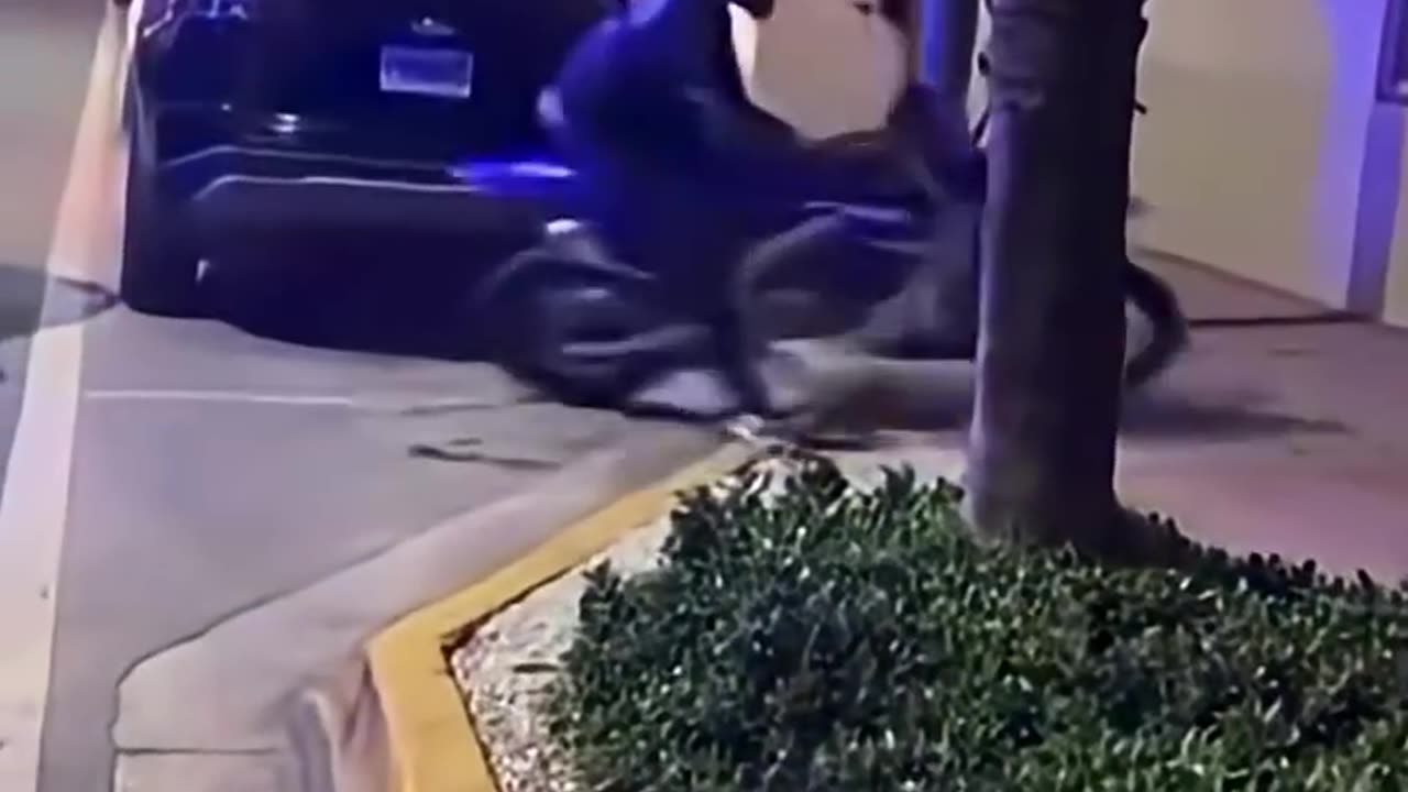 Perfect example of not having a developed frontal lobe