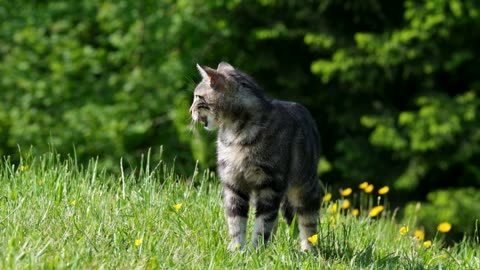 Cute Animal Ep62