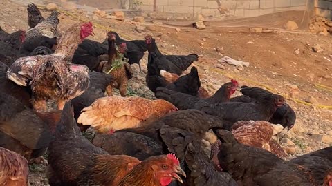 gamecock