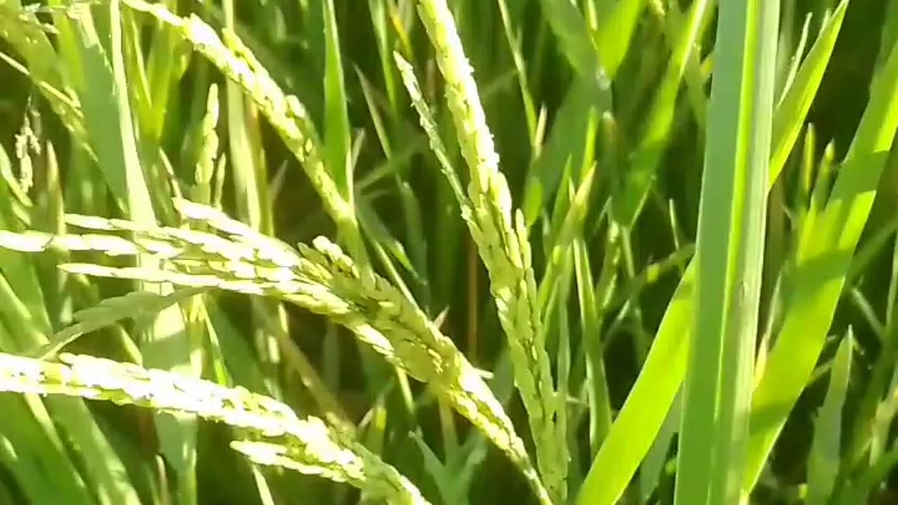 How to start a Successful Rice Farms??