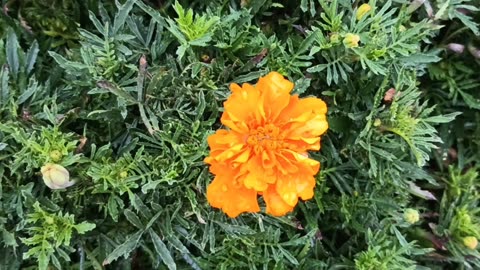 Marigold