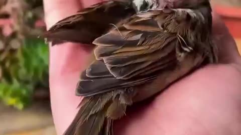 Rescued a frozen sparrow in the snow