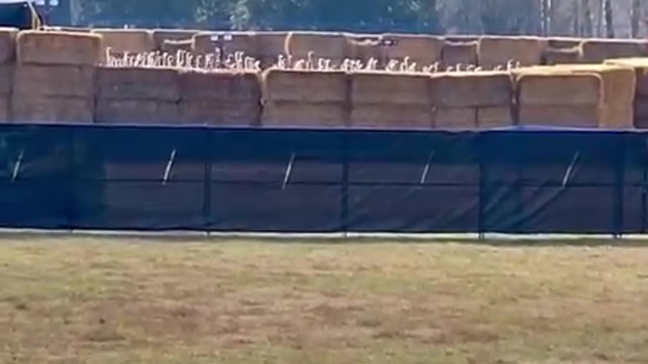 Ostriches trapped in the CFIA kill pen! Evil demons!