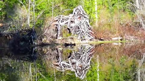 Rad Root Reflections