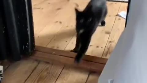 funny cats