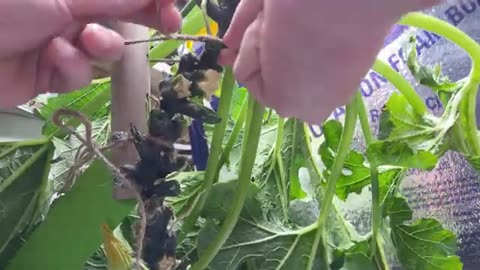 How to Grow Squash Hydroponically in Dutch Buckets: Step-by-Step Guide for Beginners