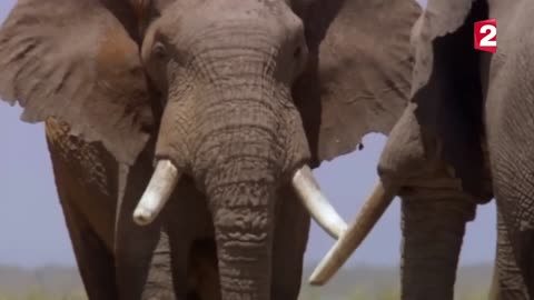WILD LIFE