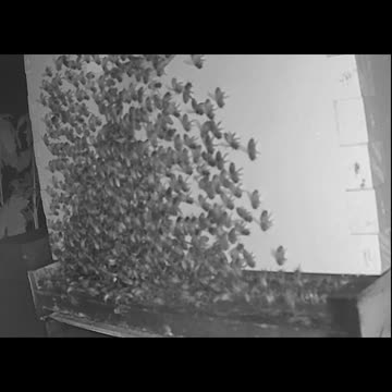 Saturday Morning Peek 1 long cut