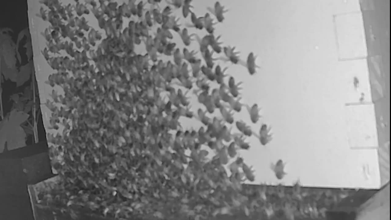 Saturday Morning Peek 1 long cut