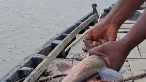 Best fishing video #fishing #fhiscurry