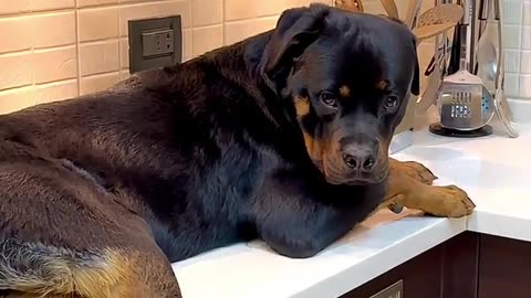 How Do I Explain to My Dog That This Isn't Normal?