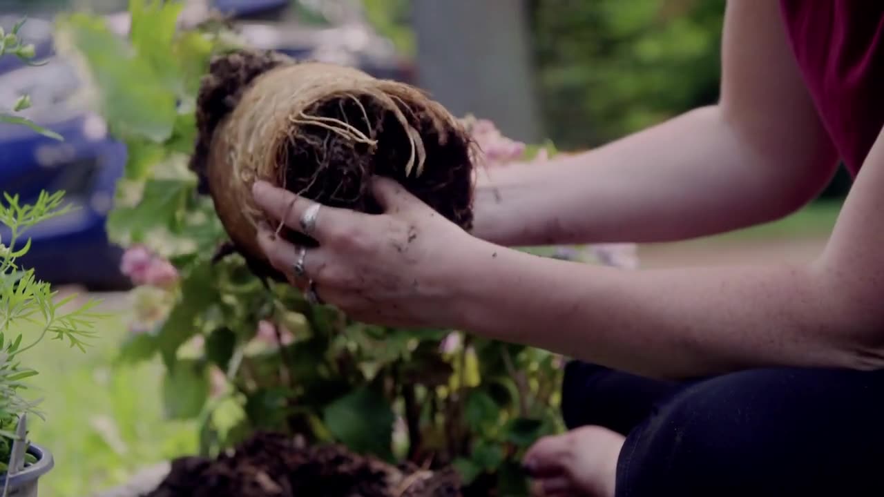 Best Time to Transplant Azaleas