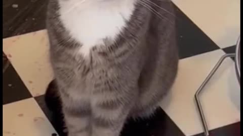 Kids Playing with Dogs and Cats | Cute Baby & Pet Friendship Moments 🐶🐱