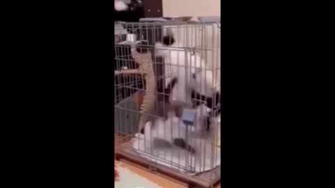 Best Funny Dogs And Cats Videos - Funniest Animals Videos Part5