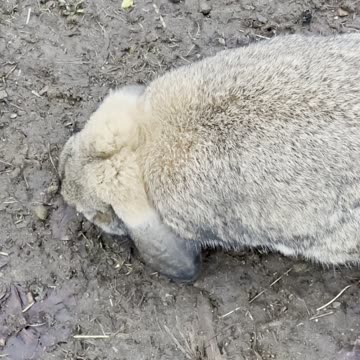 Gentle Grey Bunny on a Quiet Walk ☁️