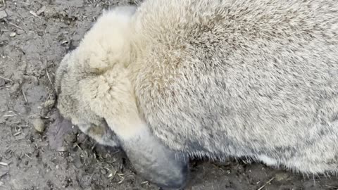 Gentle Grey Bunny on a Quiet Walk ☁️