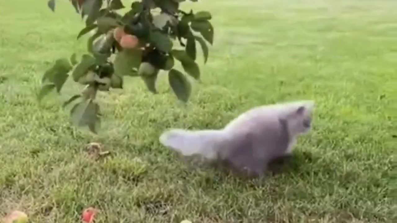 Paws-itively Hilarious | Must-See Cat Antics πΎπ