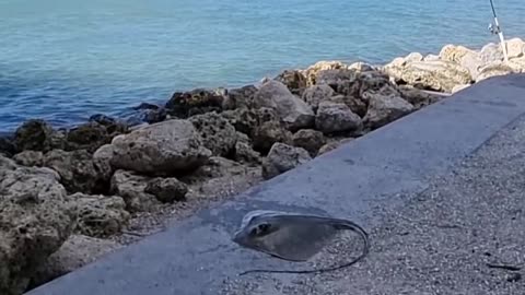a pesca sotto uno dei ponti della florida con esca gamberi, shrimp, e granchi, crab_part3