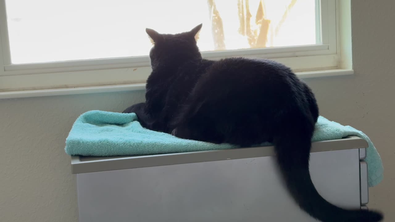Cute Precious Piper Does a Great Exercise Workout - Adopting a Cat from a Shelter Vlog