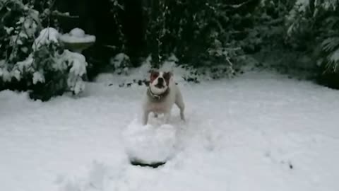 Funny Animals React to Crazy Weather