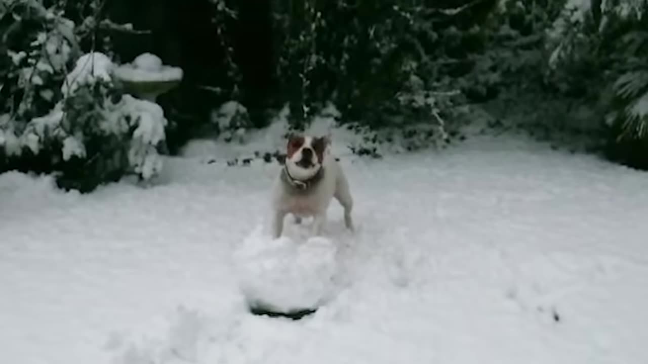 Funny Animals React to Crazy Weather