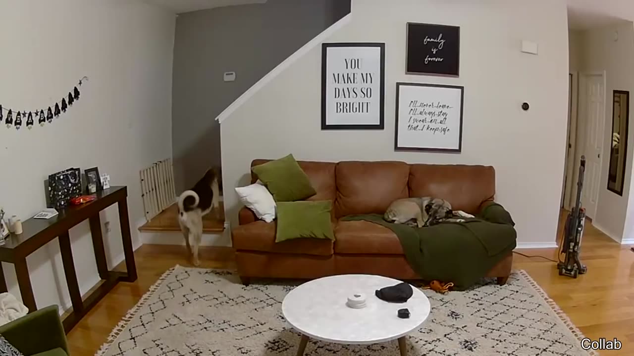 Bobcat Makes Really Long Jump Look Easy - Your Daily Does of Internet